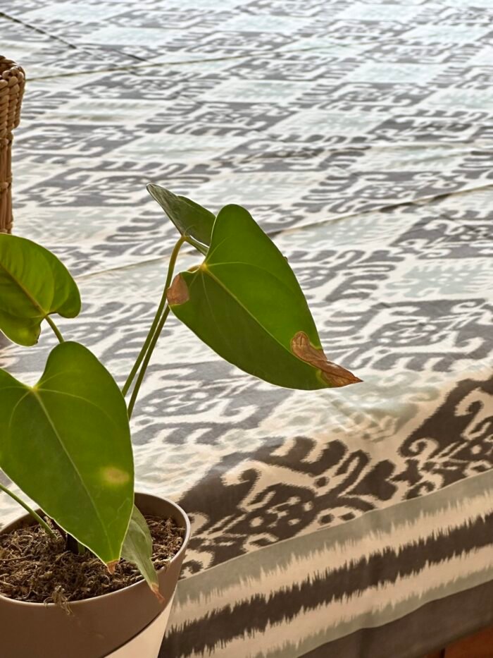 Sukriti King Size Cotton Bedsheet - Image 3