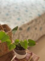 Nimai-Lace Designed Pure Cotton Bedsheet Set - Image 2